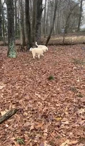 Pyrenese Puppies in Powder Springs, Georgia