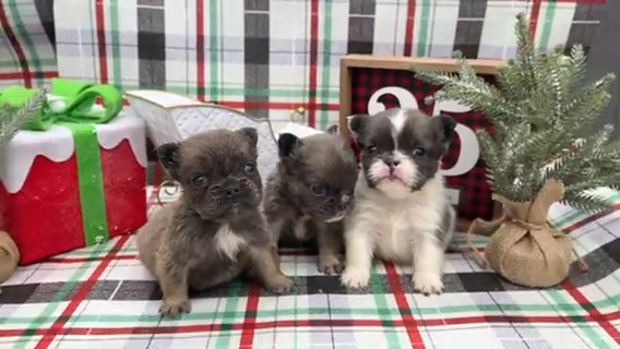 Fluffy French Bulldogs in Akron, Ohio