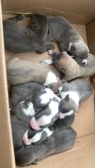 Pitbull Puppies (litter #1) in Pinehurst, North Carolina