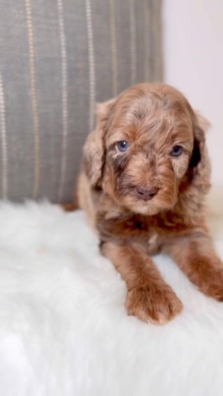 Male F1B Micro Cockapoo in Houston, Texas