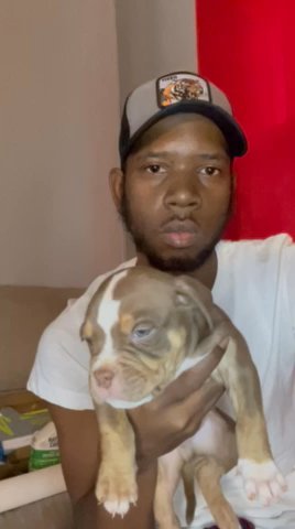 Chocolate-Tri Male American Bully Available✅ in South Bend, Indiana
