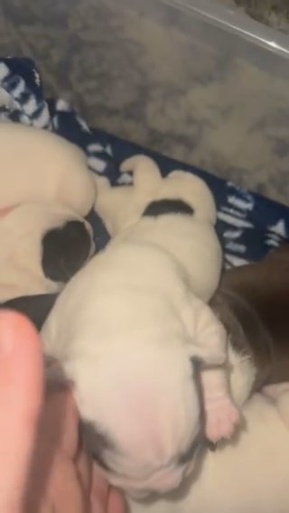 Micro Bullies in Charleston, South Carolina