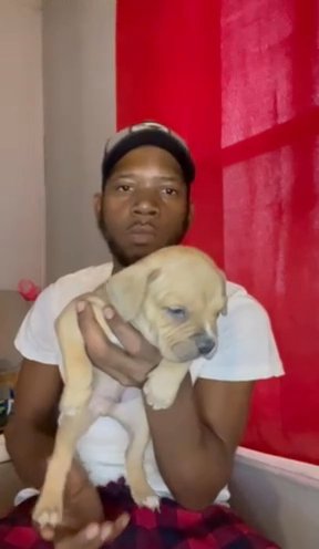 Sable Tri American Bully Pup Available✅ in South Bend, Indiana