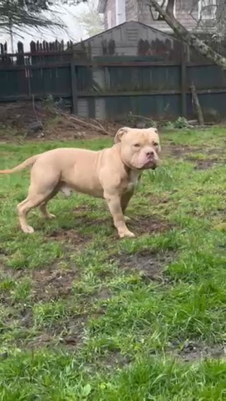American Bully Stud in New York City, New York