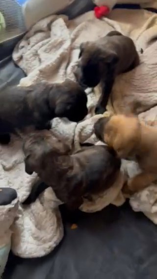 Mastiff Puppies in Detroit, Michigan