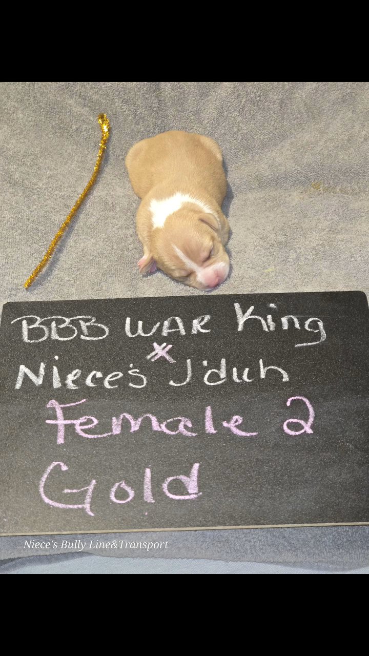 xl American Bully pups in Bristol, Virginia