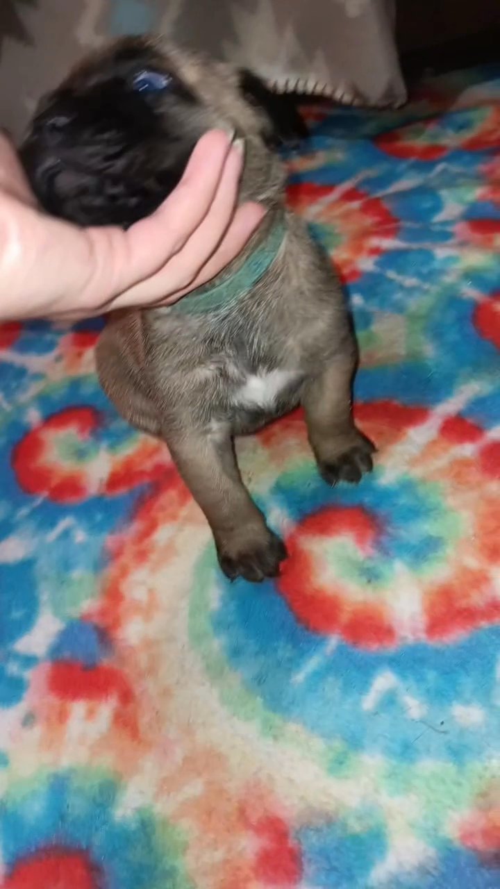 SOLD ~ Blue Collar Male in Paragould, Arkansas