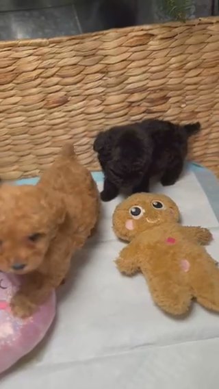 Black Toy Poodle Male in Dallas, Texas
