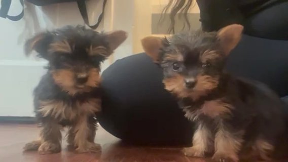 Female Teacup Yorkies in Cleveland, Ohio