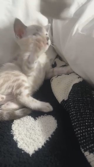 Savanah/bengal kitten (Frost) in Detroit, Michigan