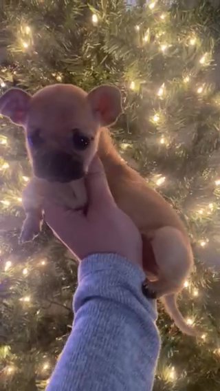 Chihuahua Puppies in Wilmington, North Carolina