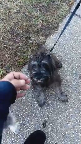 prince needs a loving home in North Amityville, New York