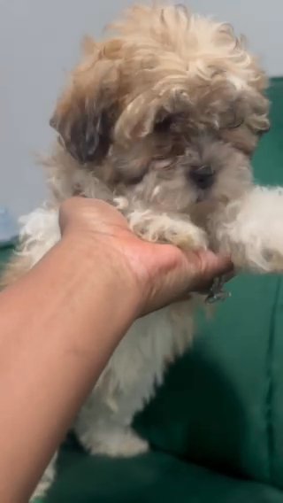 Shipoo in Cleveland, Ohio
