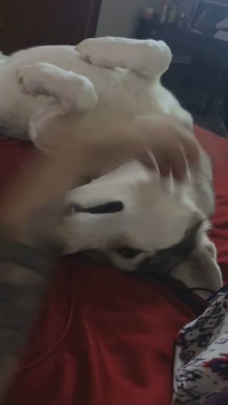 Siberian Husky in Fredericksburg, Virginia