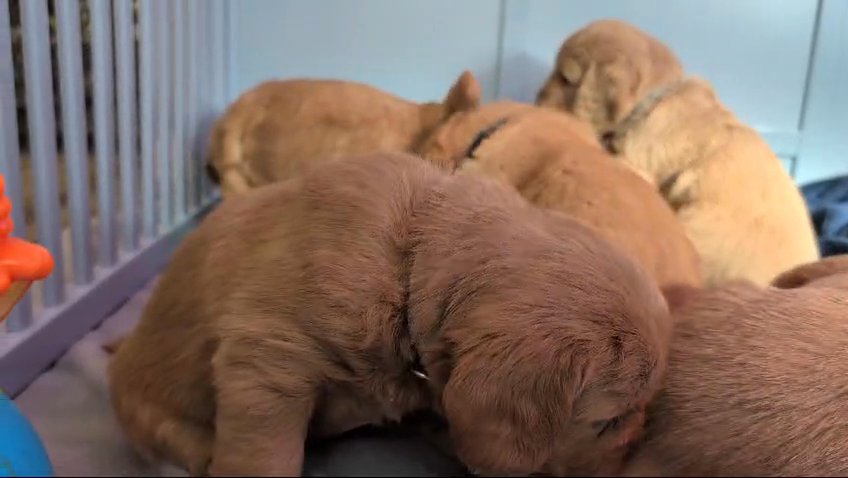 F2  Red Labradoodle pups in Commerce City, Colorado