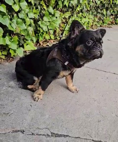 Black and Tan Fluffy (2k) in Los Angeles, California