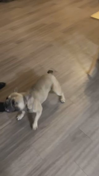 French Bulldog in Altus, Oklahoma