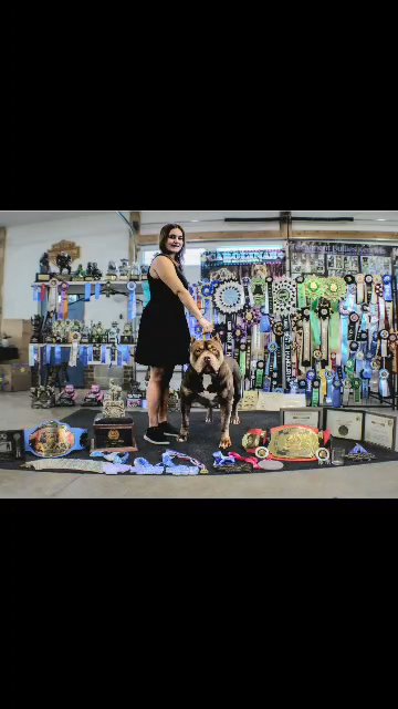 American Bully XL in Greensboro, North Carolina