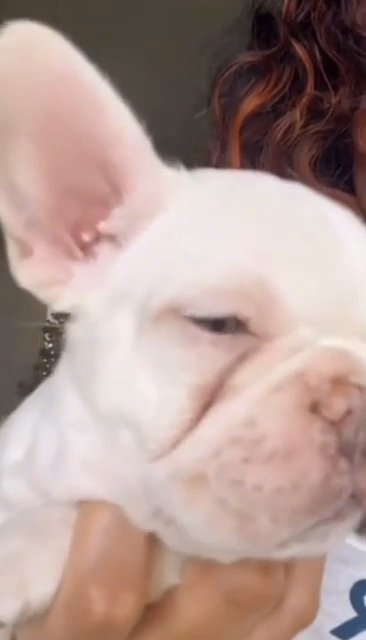 Pink, Female Frenchy in Brooklyn, New York