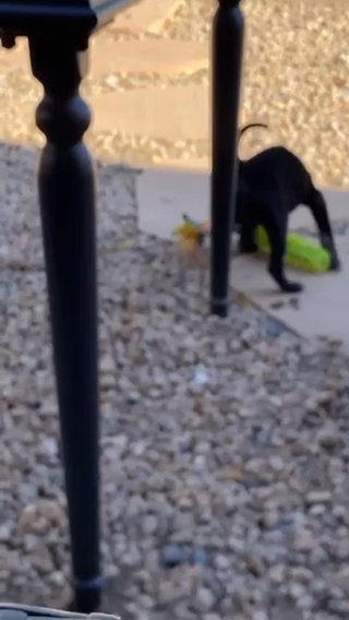 German Sheperd/American Pitbull Mix For Sale in Phoenix, Arizona