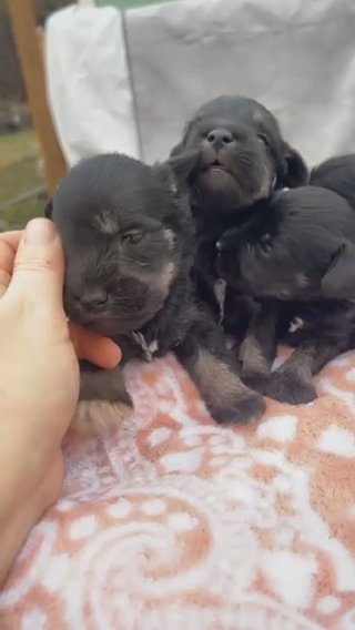 AKC Miniature Schnauzer in Valdosta, Georgia
