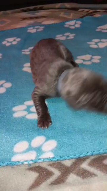 SOLD~Blue Collar Grey Male in Paragould, Arkansas