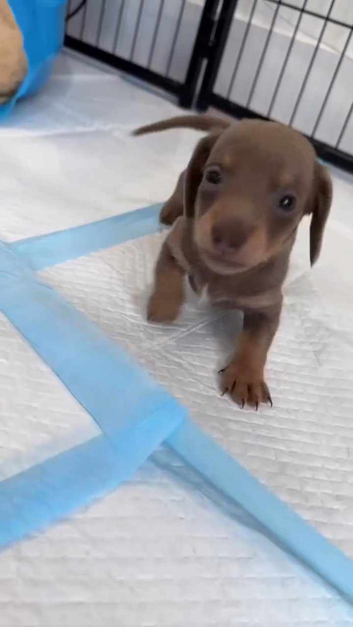 dachshund puppies for adoption in Houston, Texas