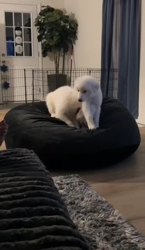 Puppies in Powder Springs, Georgia