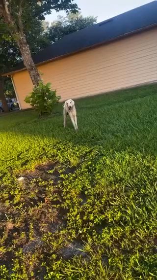 Golden doodle in Lakeland, Florida