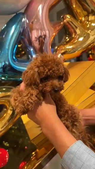 Tiny Teacup Poodle in Miami, Florida