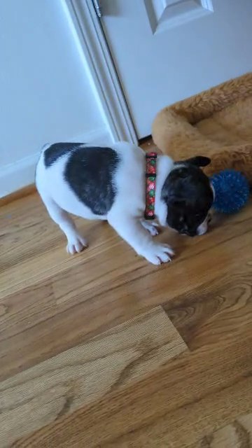 French bulldog boy in Raleigh, North Carolina