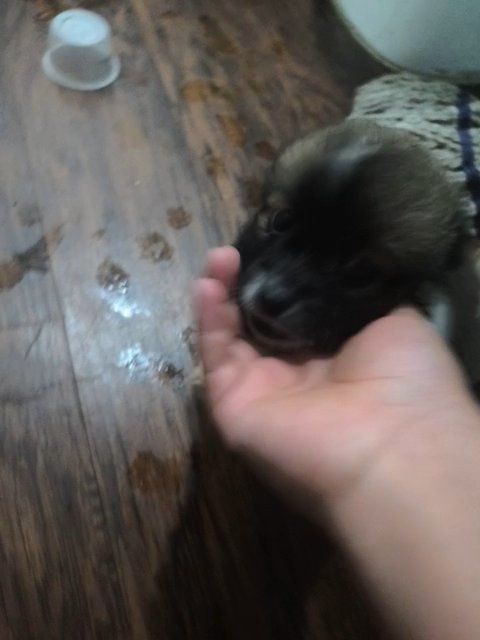 puppies in Plant City, Florida