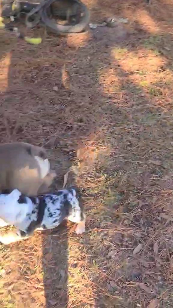 Bully Playtime in Laurel, Mississippi