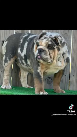 Gin Blue And Tan Merle English Bulldog in Tulsa, Oklahoma