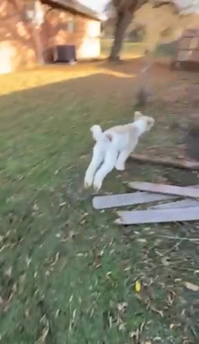 Standard Poodle Female in Copperas Cove, Texas