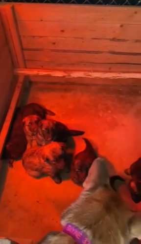 AKC Registered German Shepherd Puppies Avaliable in Archdale, North Carolina