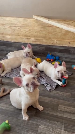 Frenchie in Bryan, Texas