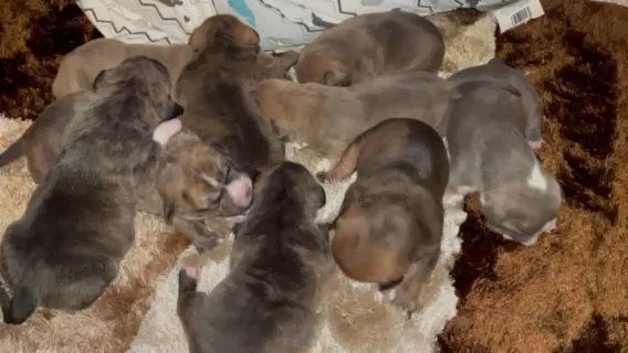Pitbulls Puppies in Grand Rapids, Michigan