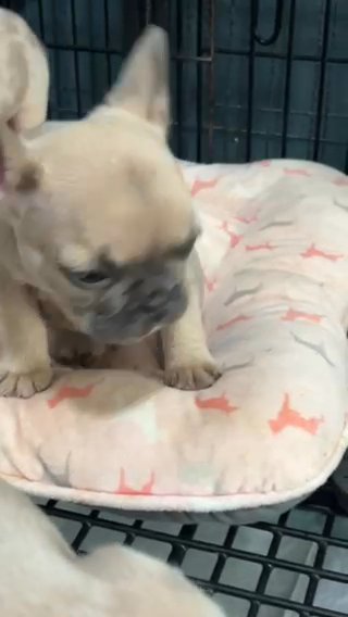 Blue Sable French Bulldog George in Belton, Texas