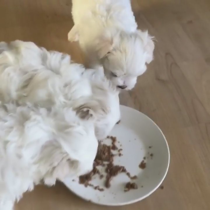 Adorable Maltese Puppies Ready for Their Forever Homes in Kansas City, Missouri