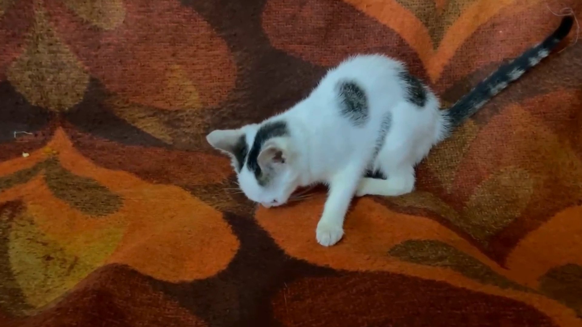 Charming Khao Manee (Siamese) Kitten Ready for Adoption in Kansas City, Missouri