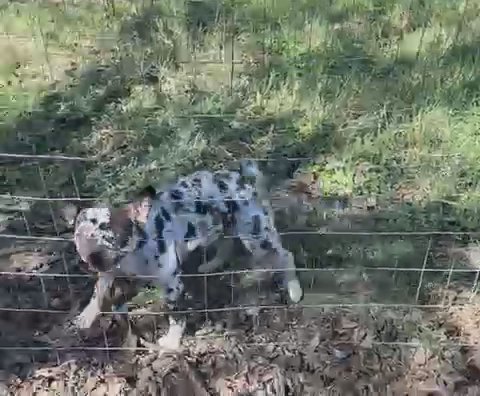 Akc Coco And Tan merle French Bulldog in Belton, Texas