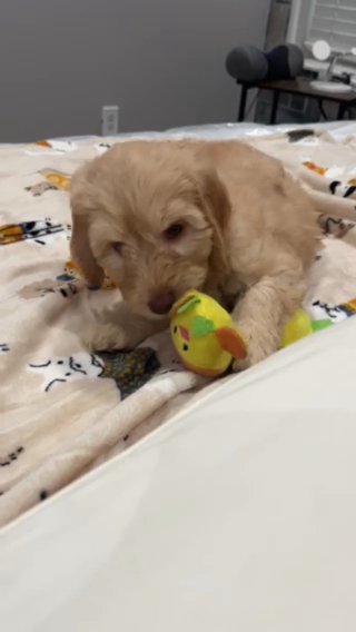 Ricotta- Multigenerational Australian labradoodle in McAllen, Texas