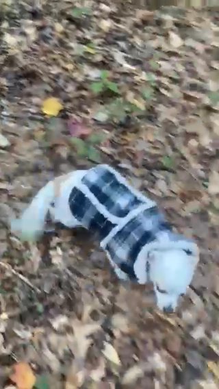 White Chihuahua Looking For Loving Home in Wilmington, North Carolina