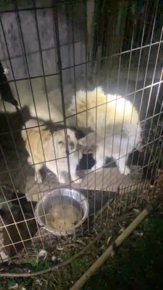 Rescue Alert! Pomchipoo in Wilmington, North Carolina