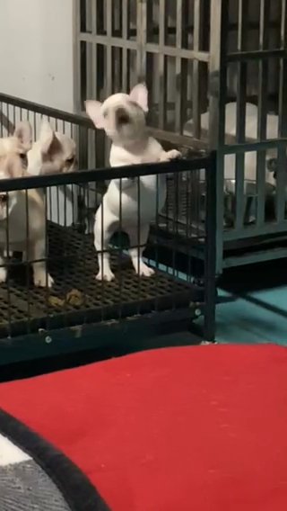 French Bulldog in Wilmington, North Carolina