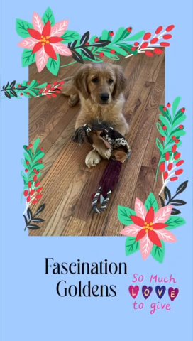 Golden retrievers in Radcliff, Kentucky