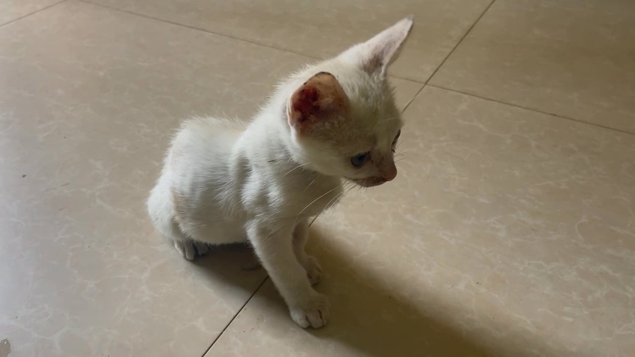 Rare White Siamese Kitten (Khao Manee) – Ready for a Loving Home! in Kansas City, Missouri