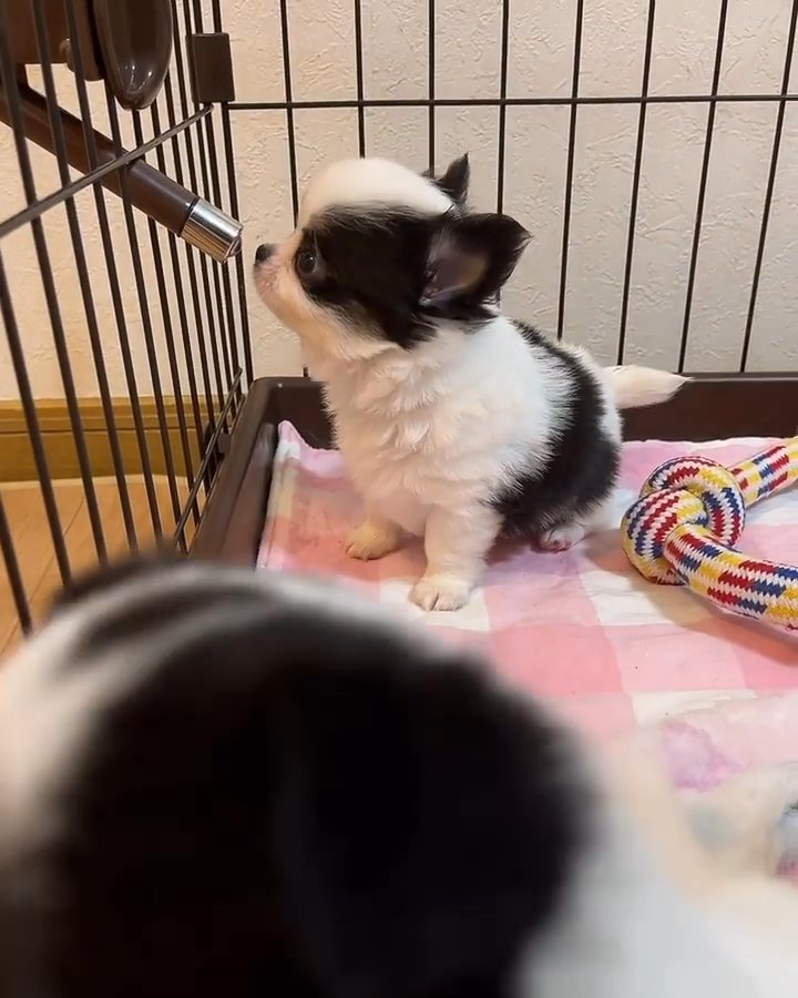 Chihuahua puppies in Houston, Texas