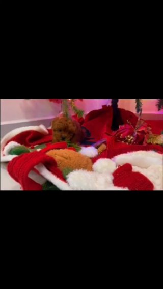 Stunning Red Male Toy Poodle!!!!?? in Houston, Texas